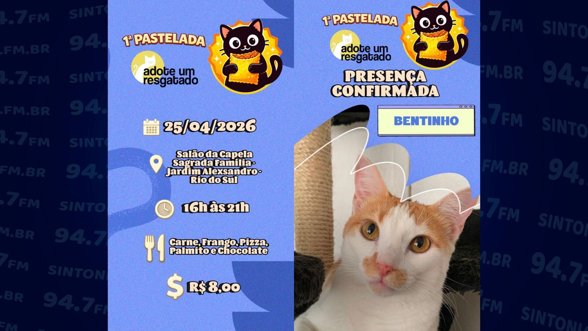 “Adote um Gato Resgatado” promove pastelada para cobrir dívidas de castrações