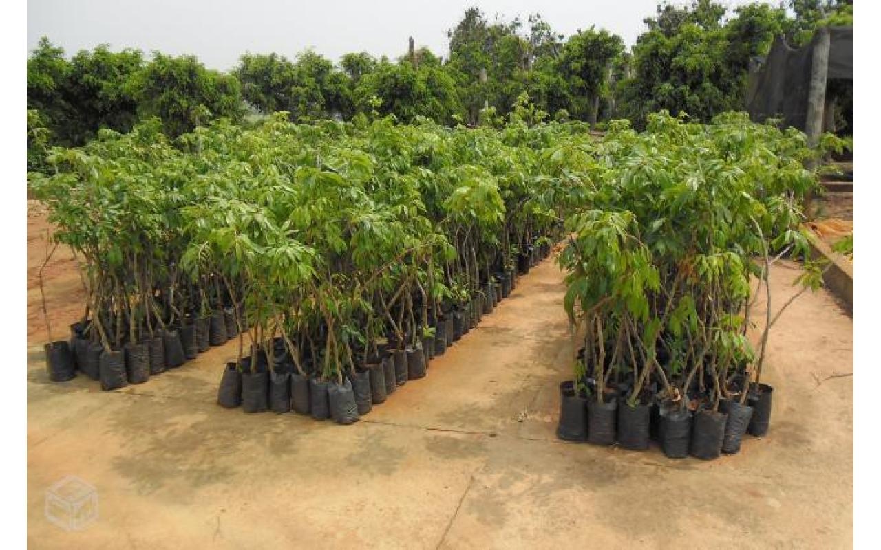 Secretaria de Agricultura de Imbuia promove campanha de mudas frutíferas e ornamentais nesta quinta e sexta