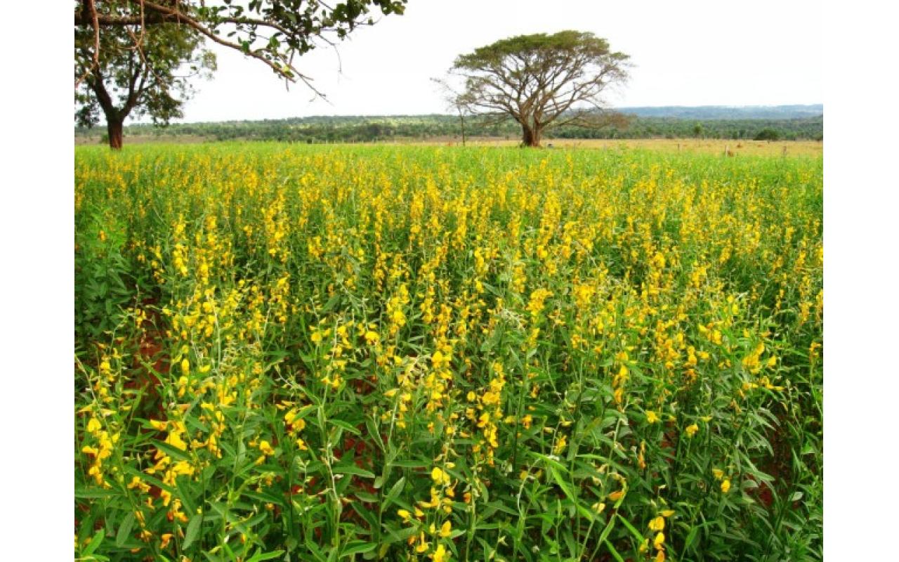 CAMPO: Adubação Verde com Crotalária pode ser boa opção para reduzir infestação de Nematoide