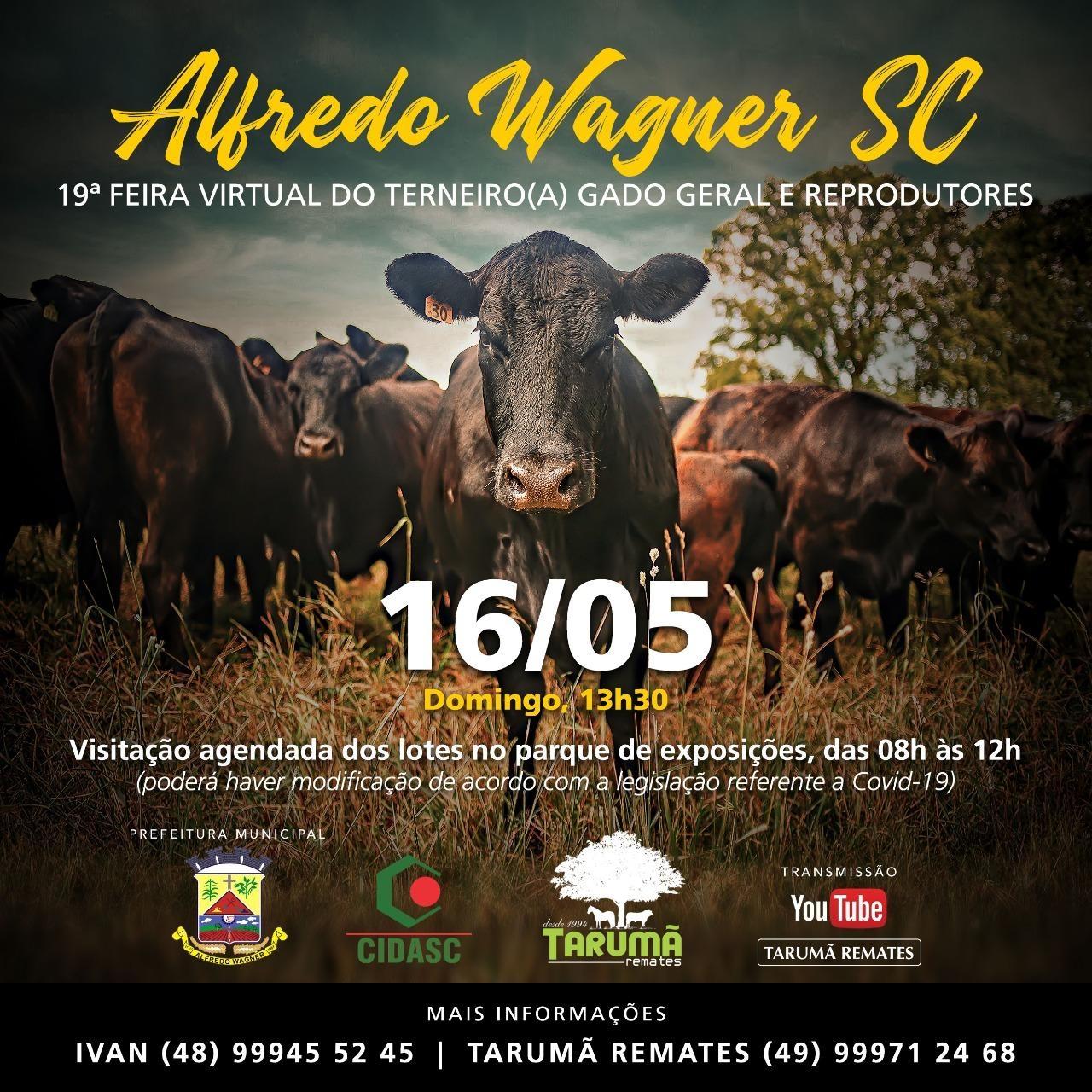 19ª feira virtual do terneiro, gado geral e reprodutores de Alfredo Wagner será no dia 16 de maio