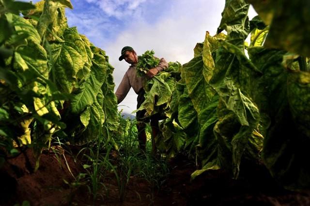 Fetaesc lança campanha para que produtores de fumo reduzam quantidade de tabaco plantada para próxima safra
