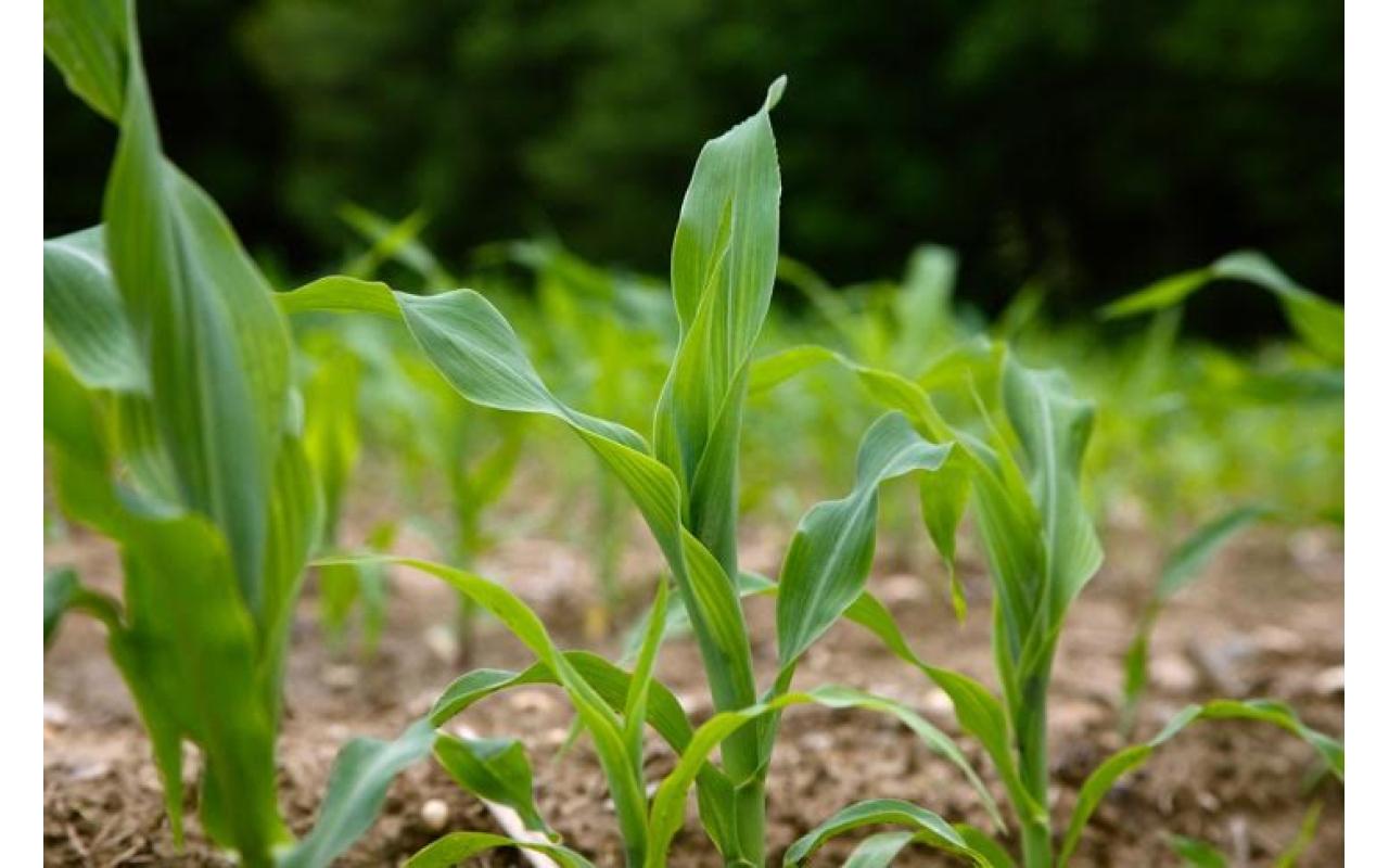 Sacas de milho pelo Programa Terra Boa já estão a disponíveis em Petrolândia