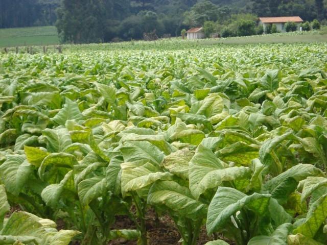 Sindicatos fazem pesquisa com produtores de fumo para traçar realidade da fumicultura na Região da Cebola