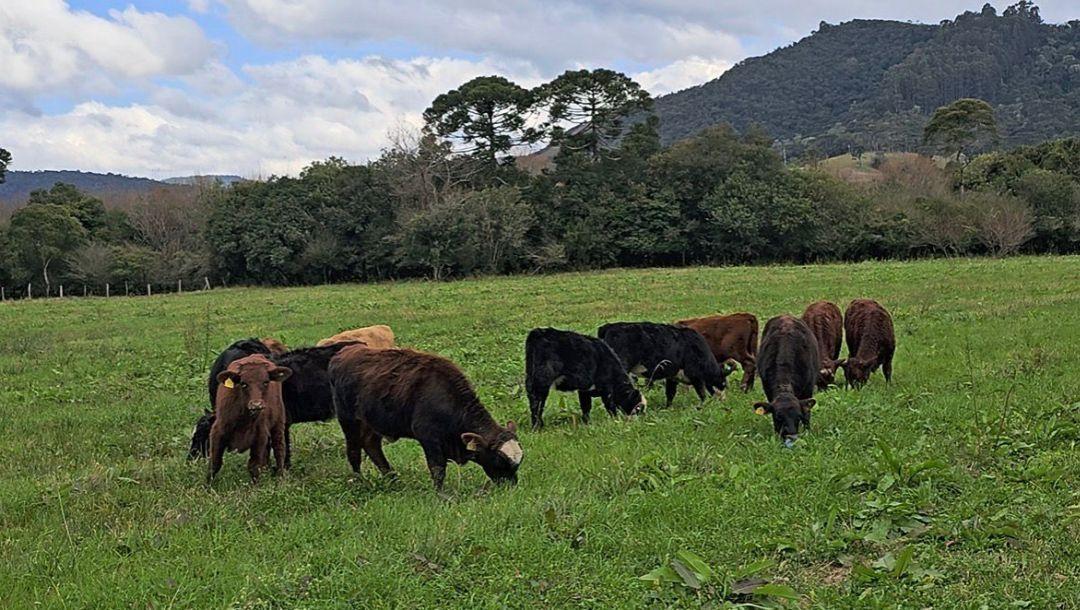 30ª Feira do Terneiro e Gado Geral movimenta o setor pecuário em Alfredo Wagner neste fim de semana