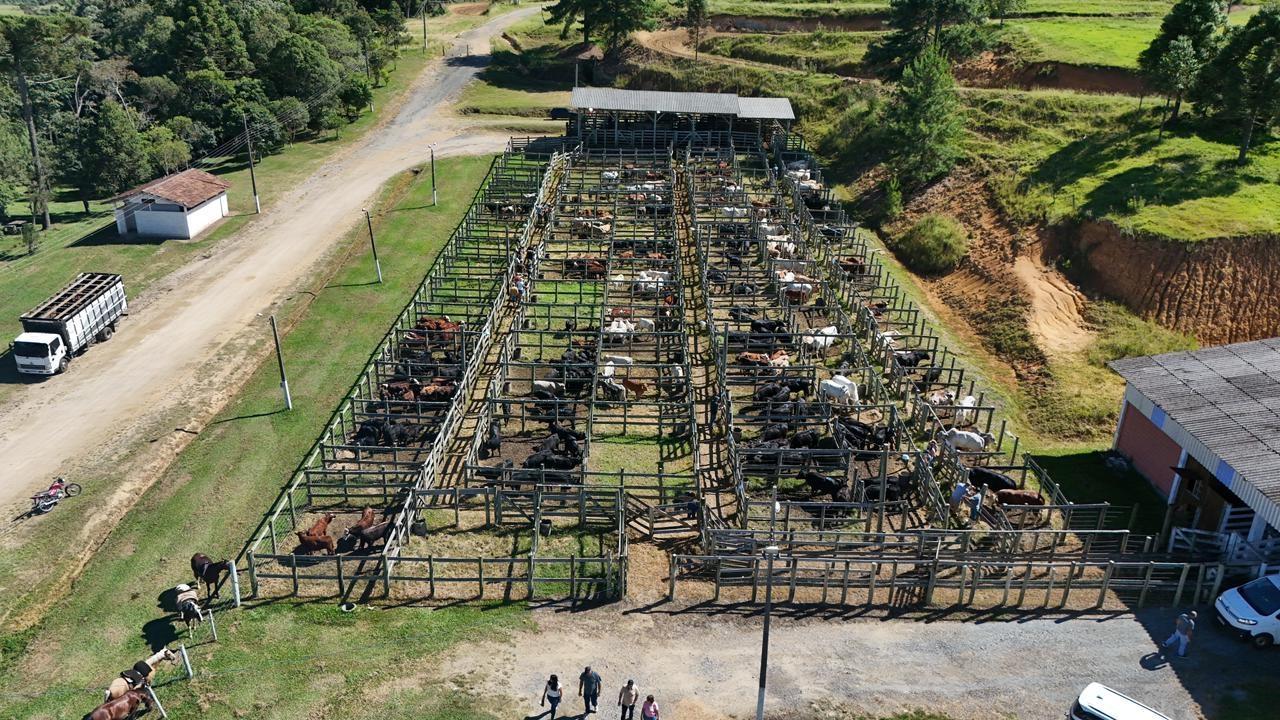 33ª Feira do Terneiro terá cerca de 300 animais neste domingo em Alfredo Wagner