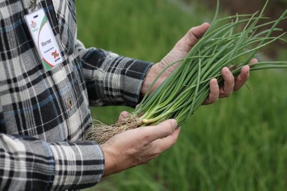 Safra de cebola inicia com expectativa de aumento de 5% na quantidade de áreas cultivadas