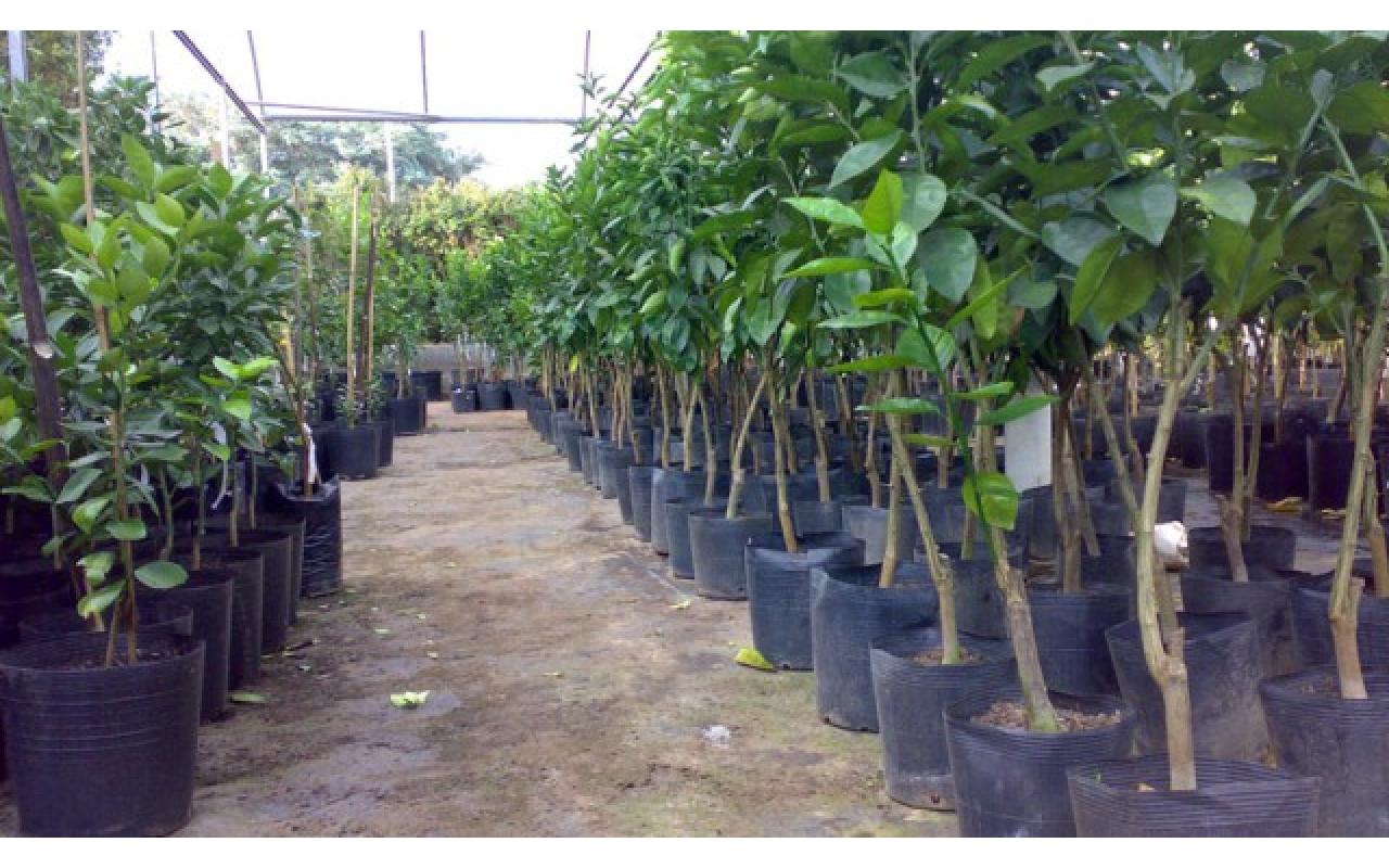 Em julho tem campanha de mudas frutíferas em Imbuia