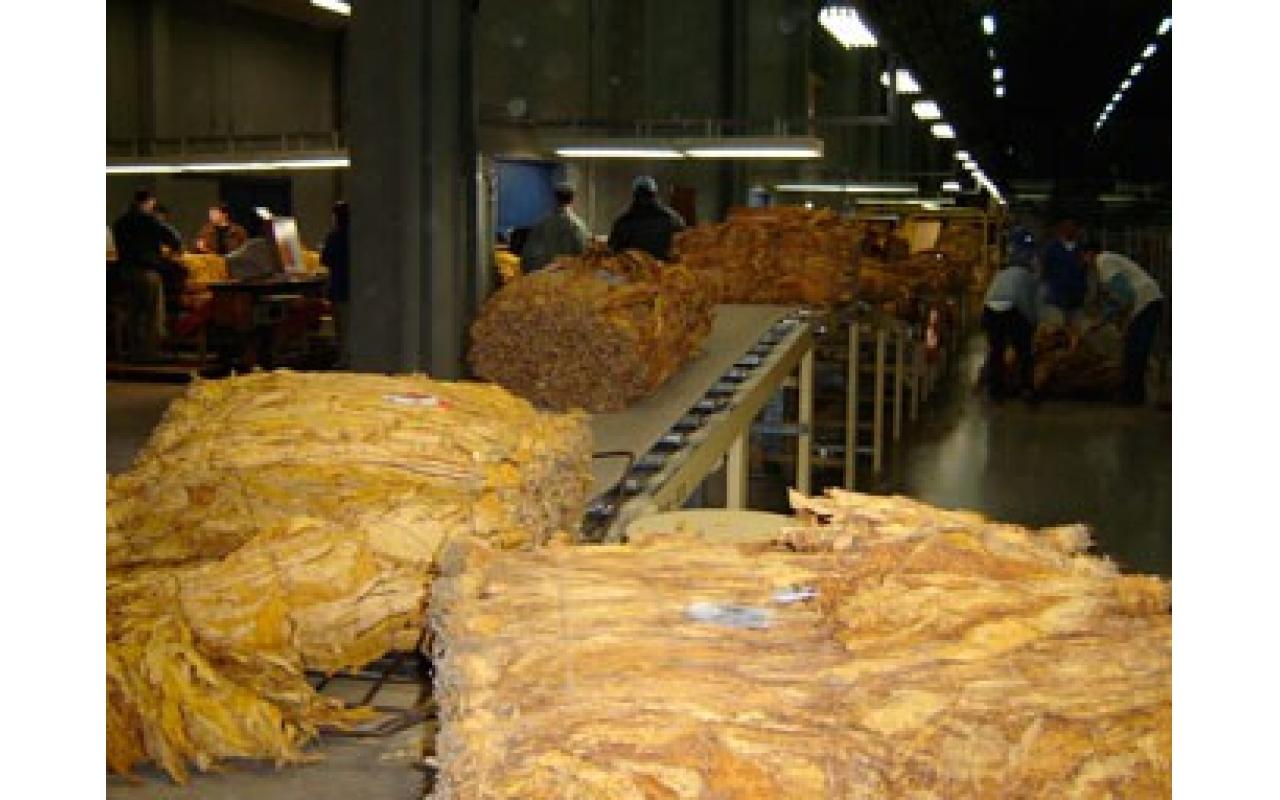 Comissão Estadual do Tabaco faz visitas às empresas fumageiras do Alto Vale para acompanhar classificação do fumo