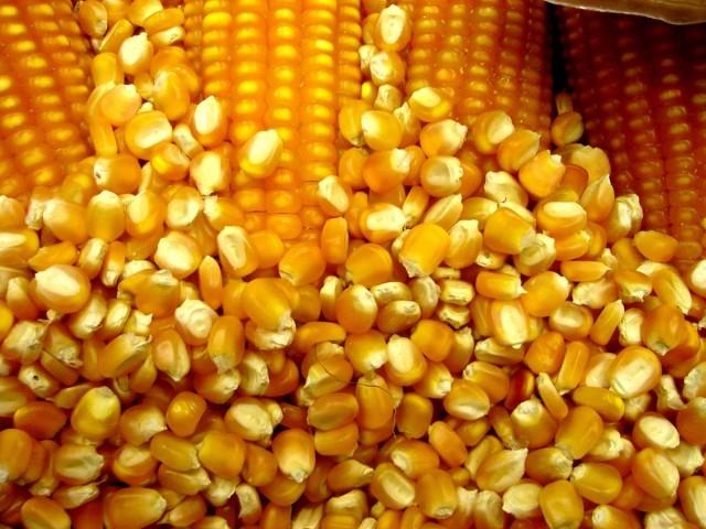 Agricultores de Petrolândia podem solicitar semente de milho e pagar após a colheita
