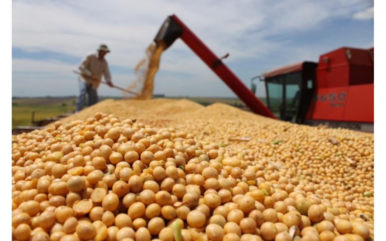 Safras de milho e soja começam a ser avaliadas em Santa Catarina