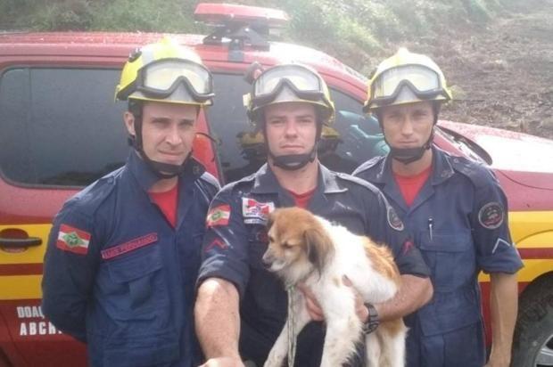 Cachorro cai em ribanceira e é resgatado com vida 23 dias depois no Alto Vale do Itajaí