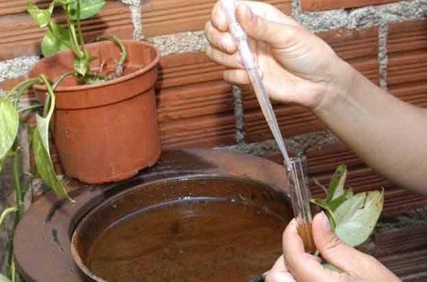 Alto Vale registra dois focos do mosquito da dengue