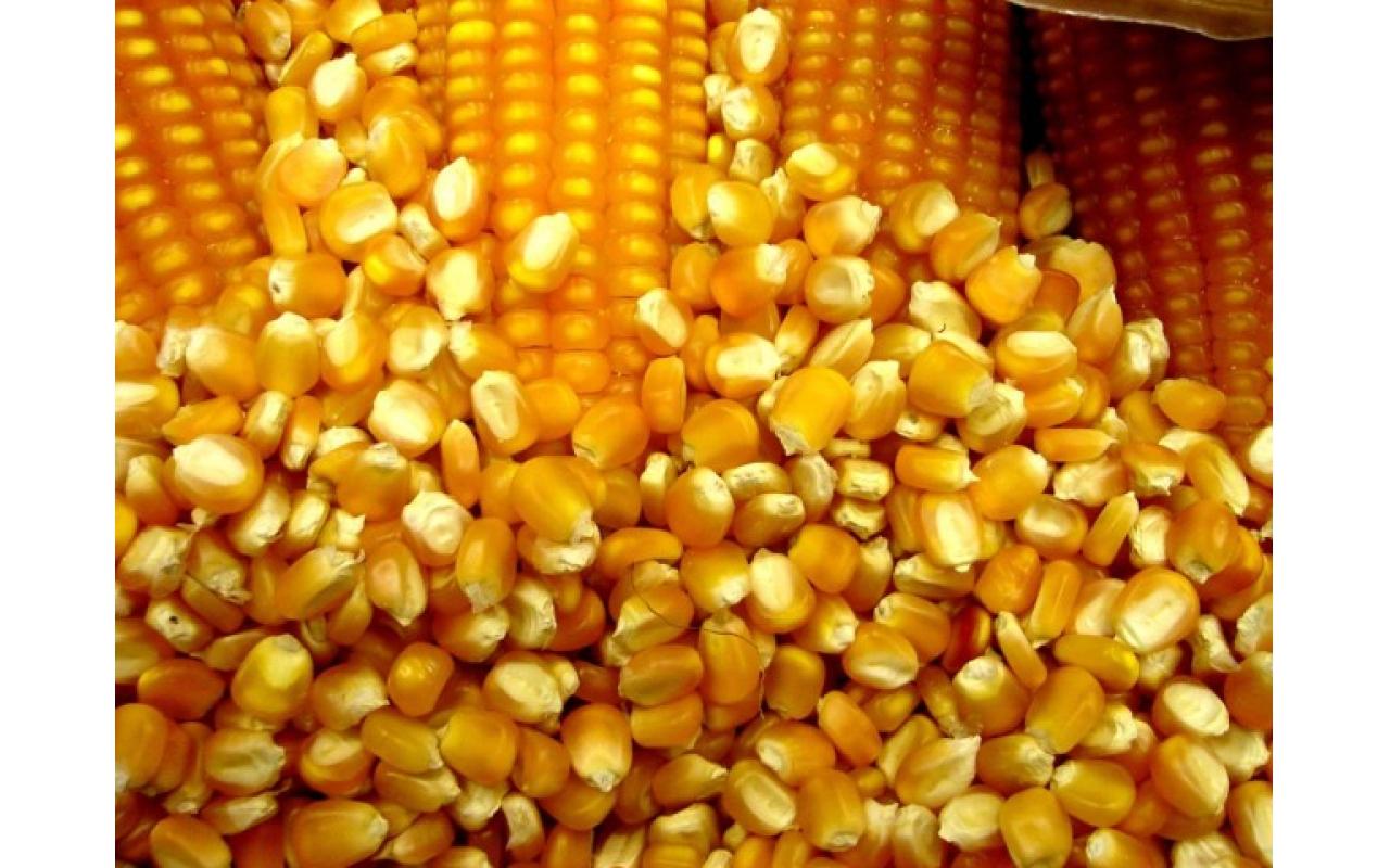 Agricultores de Petrolândia podem adquirir sementes de milho por meio do Programa Terra Boa