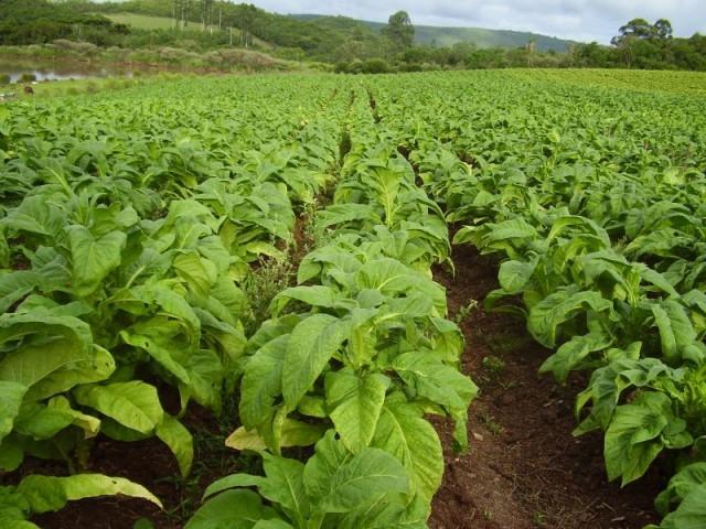 Diversificar as propriedades produtoras de Tabaco tem dado resultado positivo aos agricultores