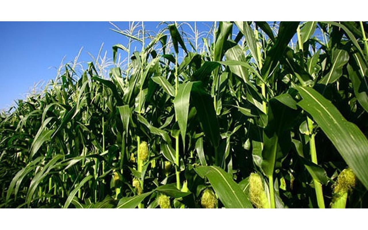 Agricultores da região podem apostar no milho safrinha para incrementar a renda