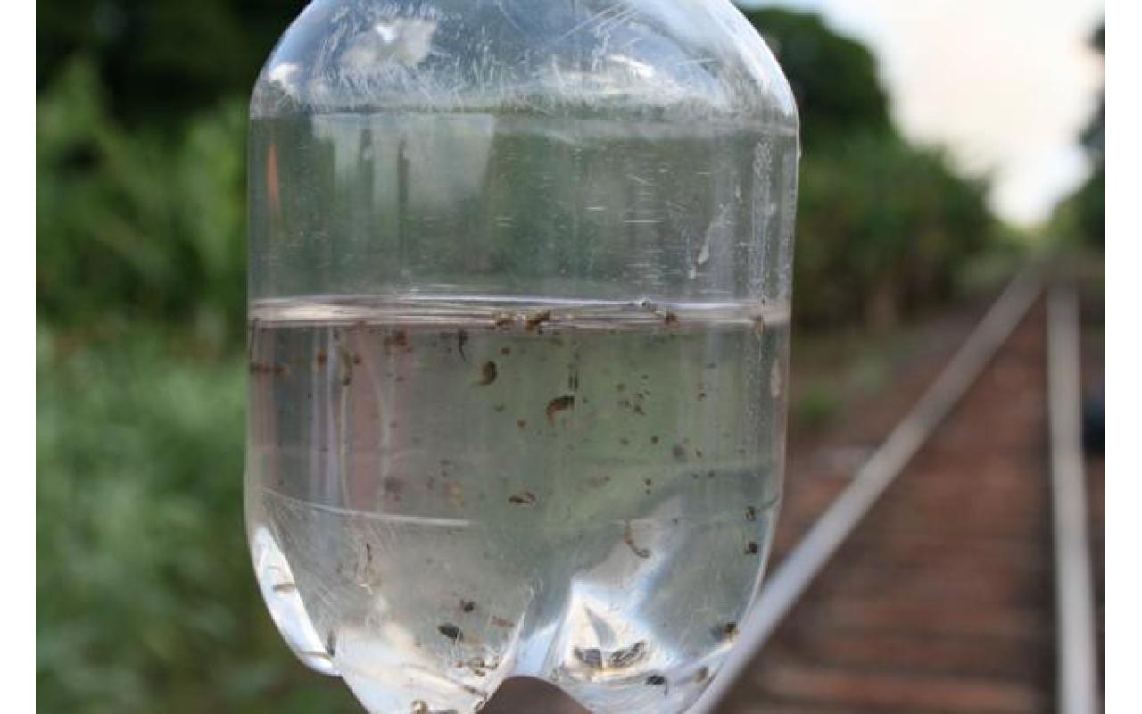 Alto Vale registra dois focos do mosquito da dengue