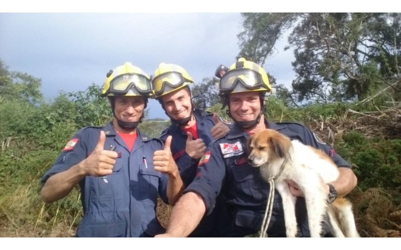 Bombeiro detalha como foi realizado o resgate de cachorro que estava a mais de 20 dias em um penhasco no interior de Chapadão do Lageado