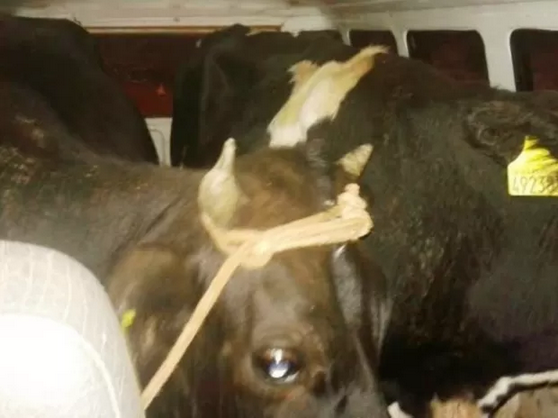 Motorista sem CNH é flagrado transportando bois dentro de Kombi 