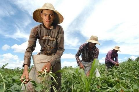 Com o propósito de simplificar as contratações de mão de obra rural, eSocial deve entrar em vigor