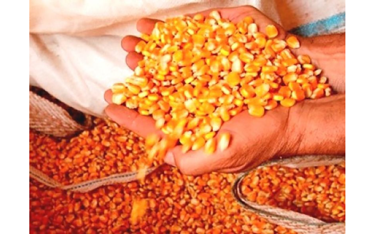 Agricultores de Petrolândia ainda podem se beneficiar com sementes de milho pelo Programa Terra Boa