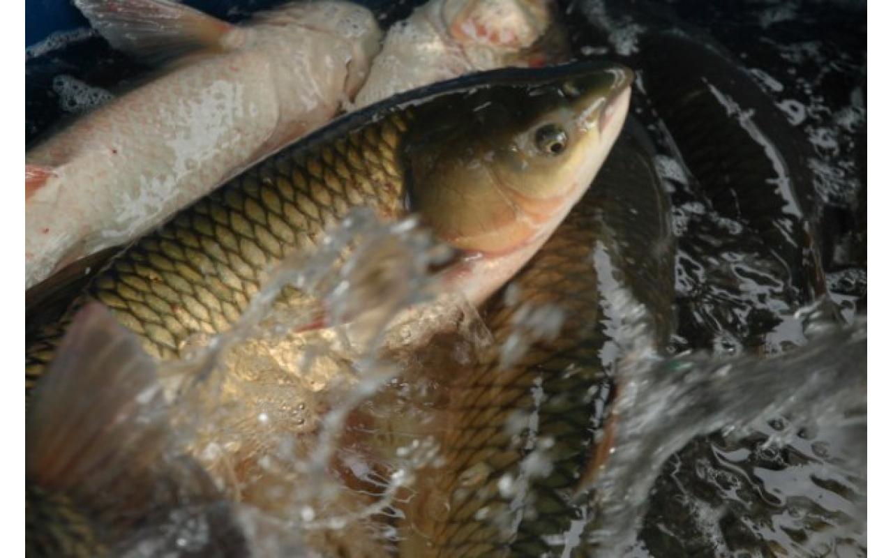 AURORA: Será realizada na próxima semana mais uma edição da Feira do Peixe Vivo no município