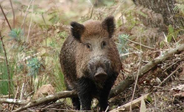 Serra Catarinense se mobiliza para combater ataques de javalis 