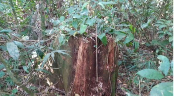 Acordo firmado pelo MPSC resulta em mais uma reserva particular do patrimônio natural em Agronômica 