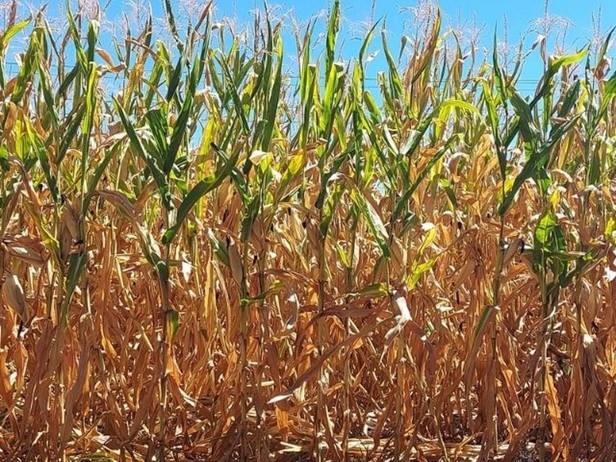 Administração de Ituporanga faz levantamento de dados para decretar situação de emergência por conta da estiagem