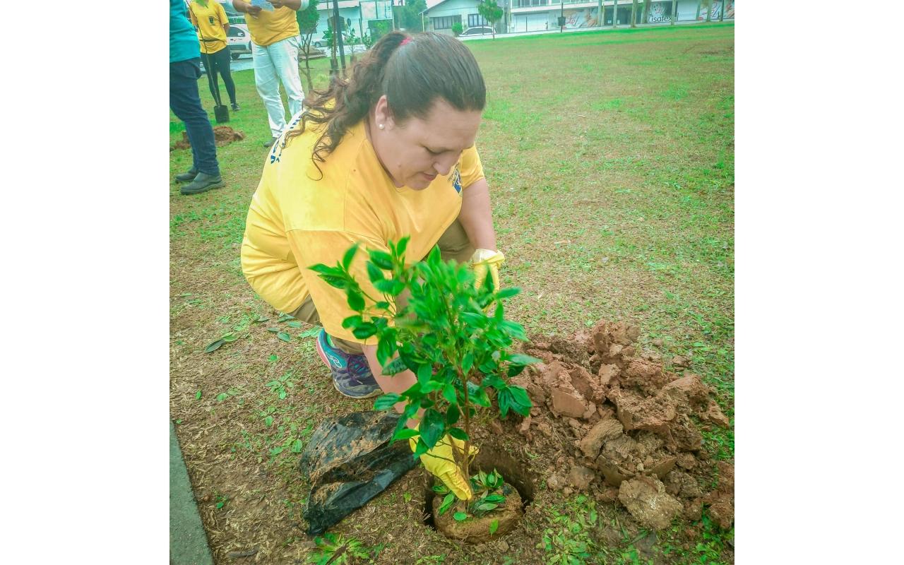 Administração de Ituporanga inicia o plantio de aproximadamente duas mil árvores na área central da cidade