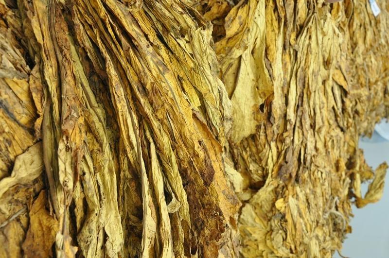 Afubra estima que mais de 30% da safra de tabaco já foi comercializada