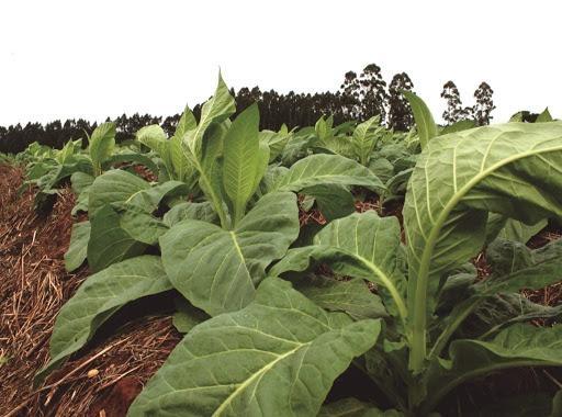 Afubra estima redução de área plantada de fumo para a próxima safra