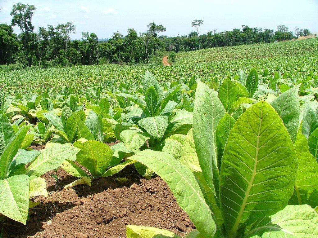 Afubra incentiva diversificação de propriedades produtoras de tabaco