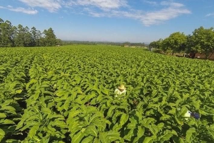 Afubra inicia o pagamento das indenizações do seguro de granizo amanhã