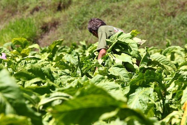 Afubra inicia o pagamento do auxílio danos às lavouras de fumo