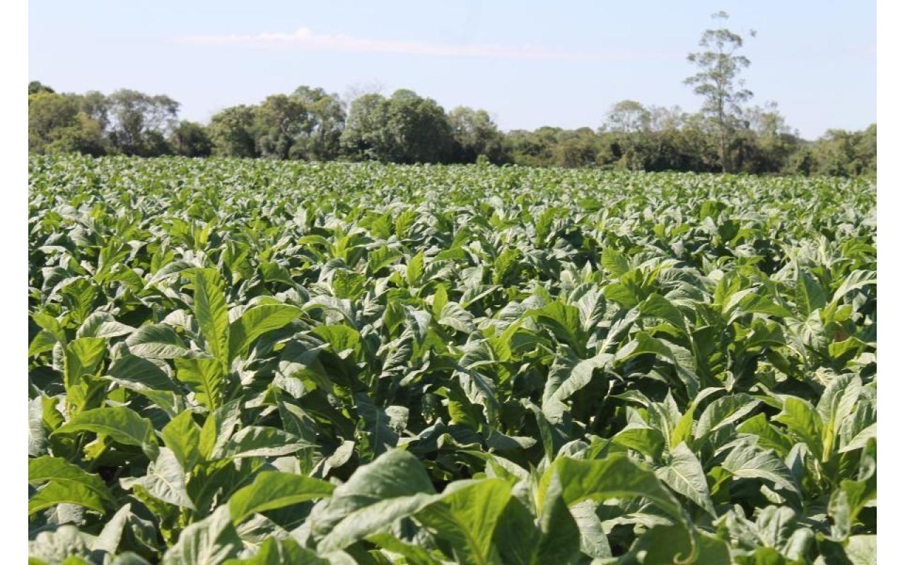 Afubra segue com recomendação para que produtores plantem menos tabaco nesta safra
