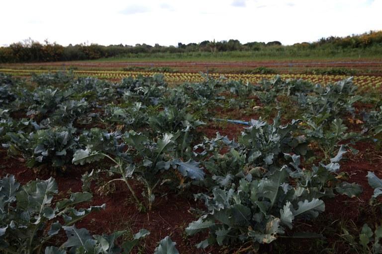 Agricultores da região têm Declarações de Aptidão ao Pronaf (DAP) suspensas 