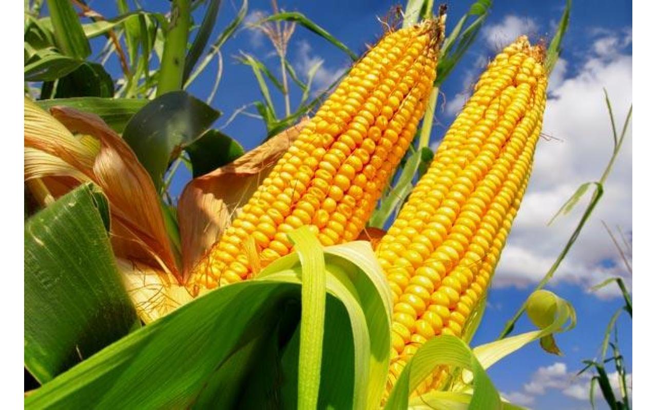 Agricultores de Bom Retiro podem adquirir sementes de milho pelo Programa Troca-Troca