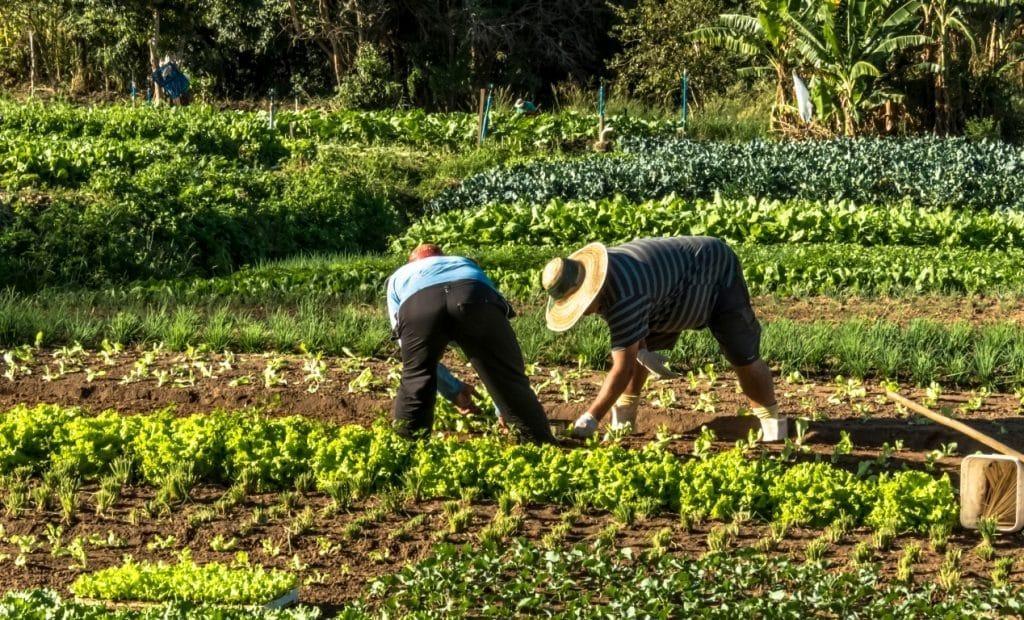 Agricultores precisam declarar as vendas no sistema eSocial
