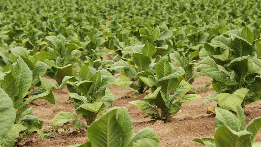Agricultores recebem capacitação sobre conservação do solo