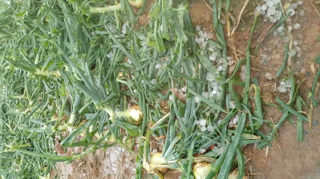 Agricultores registram perdas com granizo em Atalanta