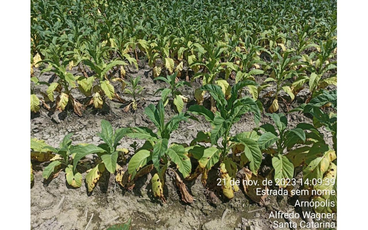 Agricultura de Alfredo Wagner pode ter mais de R$ 120 milhões em prejuízos por conta das fortes chuvas