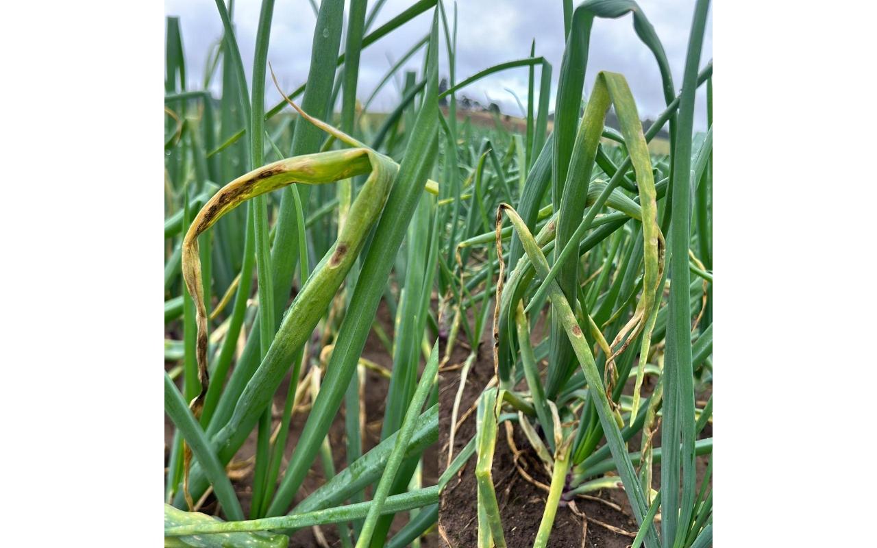 Agroconect da Epagri alerta produtores de cebola sobre possibilidade de presença de míldio nas lavouras