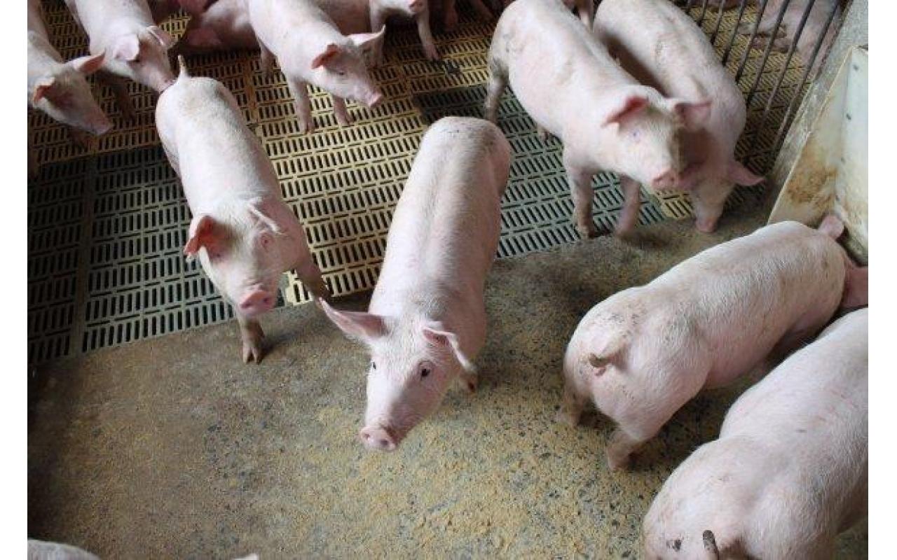 Agronômica sedia Seminário sobre Gestão de Resíduos da Produção Animal nesta quinta-feira (01)