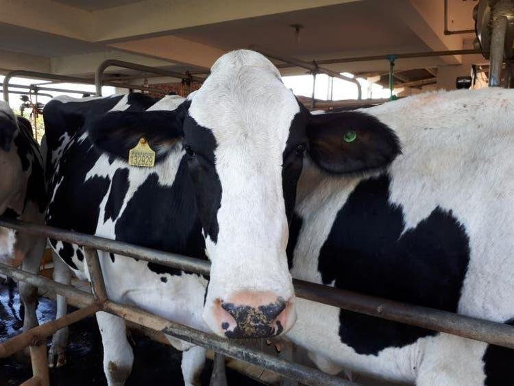 Secretaria de Agricultura de Alfredo Wagner promove campanha para diagnóstico de brucelose e tuberculose bovina