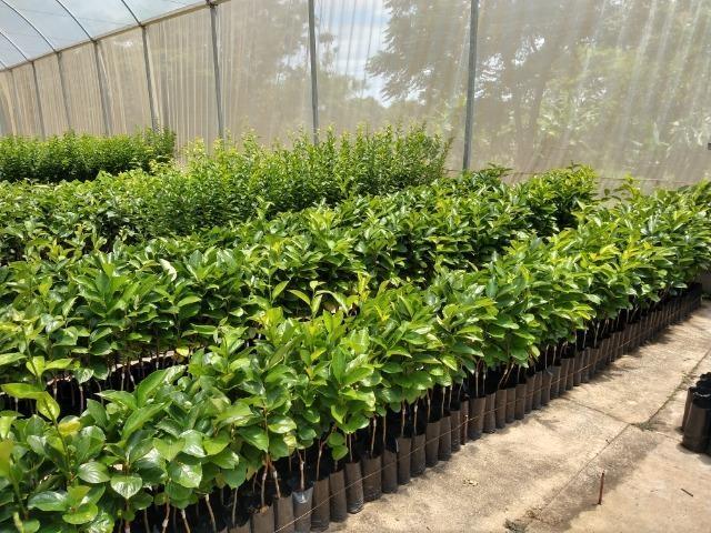 Administração de Alfredo Wagner realiza campanha de mudas frutíferas e ornamentais
