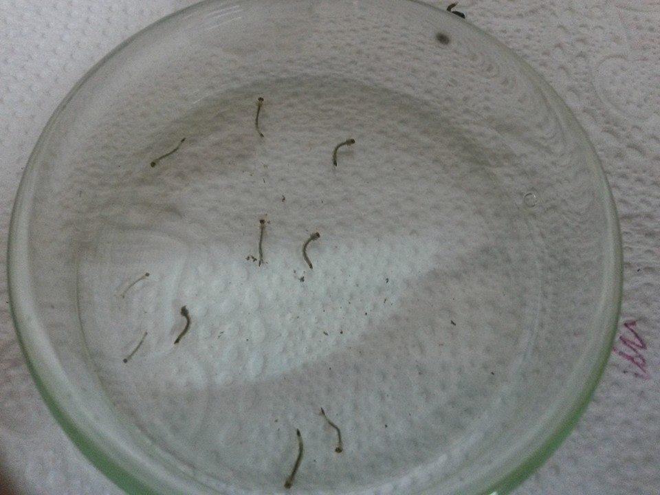 Alto Vale está em alerta para evitar casos de dengue