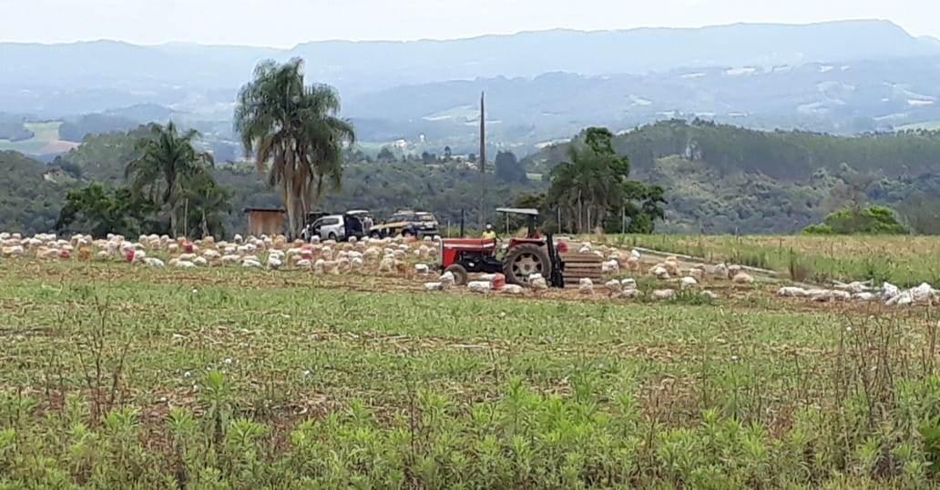 Anace emite nota de apoio aos agricultores em virtude da volta dos auditores do Ministério do Trabalho a Região da Cebola