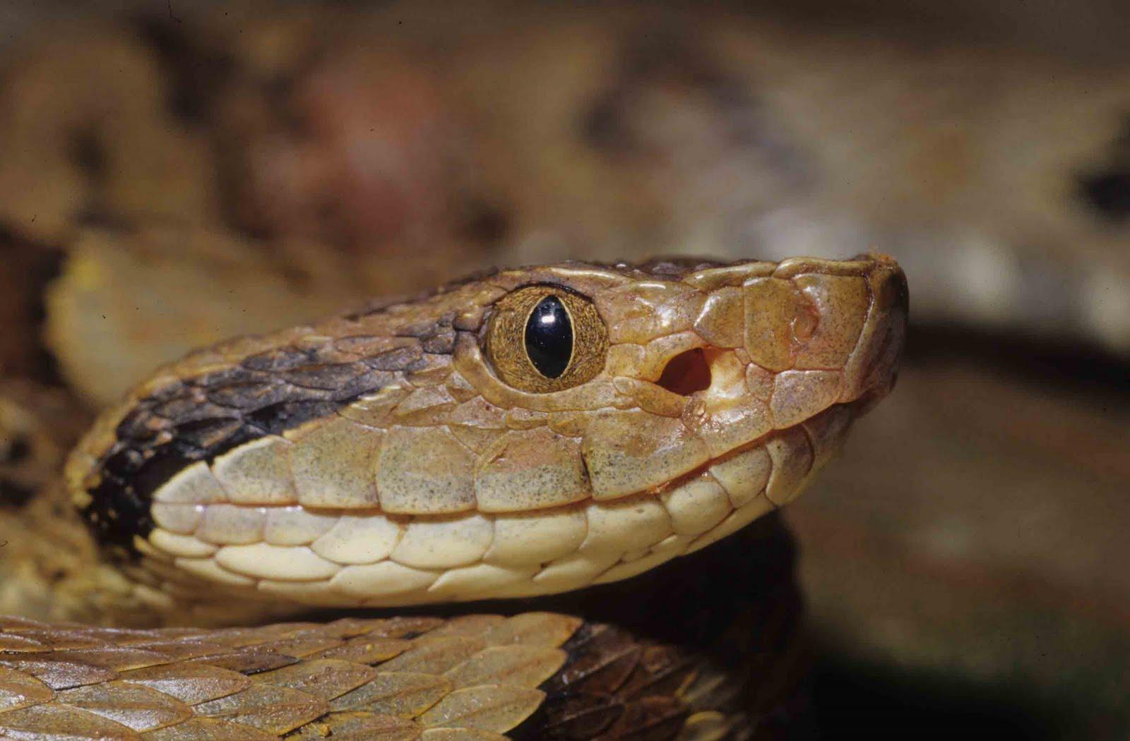 Aparecimento de cobras principalmente na área urbana tem preocupado a população em Ituporanga