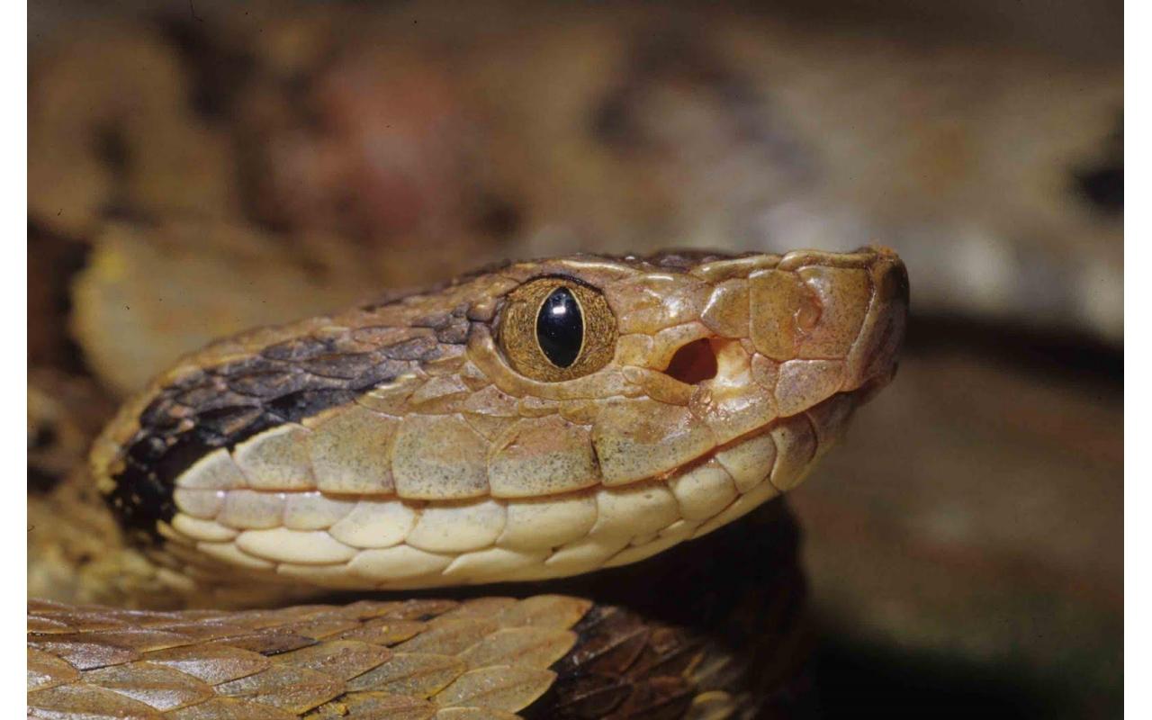 Aparecimento de cobras principalmente na área urbana tem preocupado a população em Ituporanga