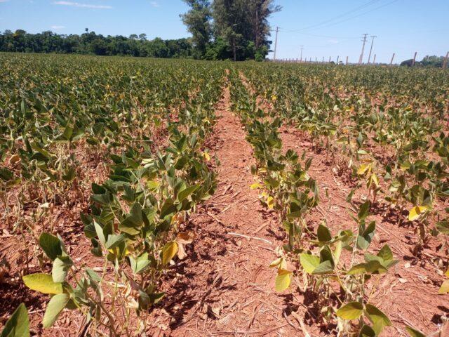 Aprovada MP que libera R$ 1,2 bilhão em crédito rural